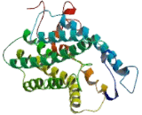G Protein Coupled Receptor 137B (GPR137B) G Protein Coupled Receptor 137B (GPR137B)