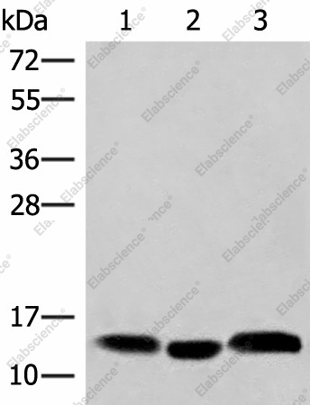 Вестерн-блоттинг, HBE1, плазма человека, ткань плаценты и ткань желудка человека
