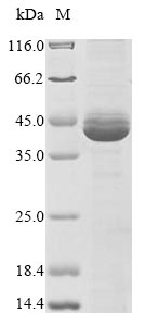 SDS-PAGE