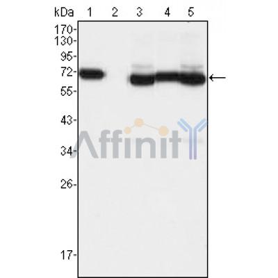 Валидация Affinity BF0632 - 5336