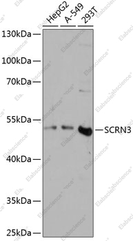 Вестерн-блоттинг, SCRN3, различные клеточные линии