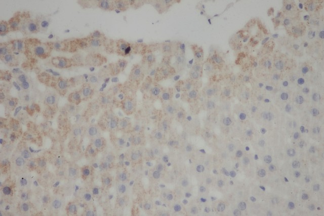 Валидация Elabscience E-AB-40063