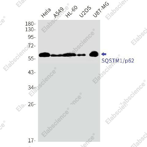 Вестерн-блоттинг, SQSTM1/p62, клетки A549, HL-60, U2OS