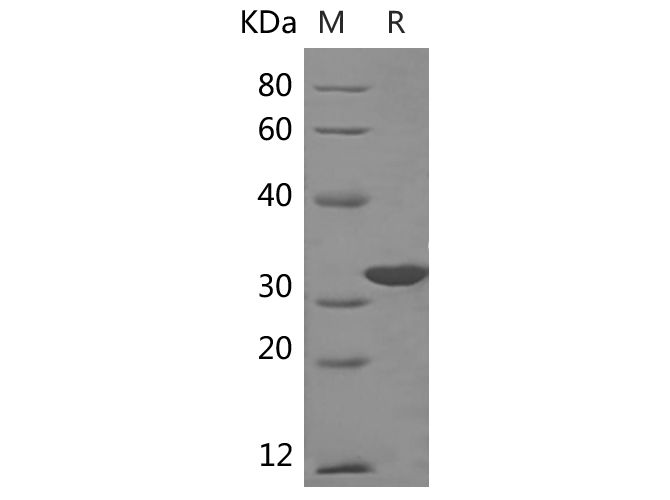 Валидация Elabscience PDEH100777(221)