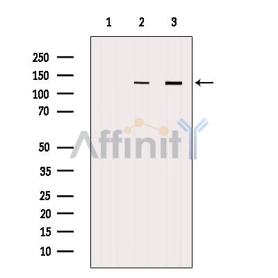 Валидация Affinity DF6440 - 17817