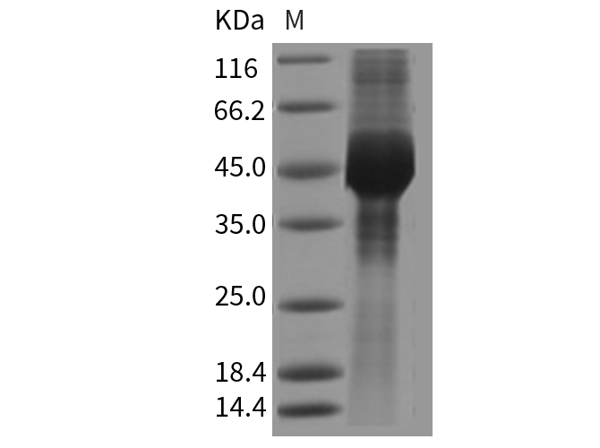 Валидация Elabscience PKSM040445(4442)