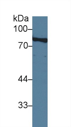 9589