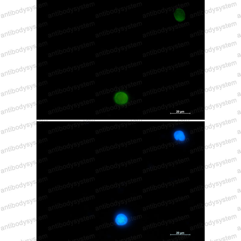 Валидация IF - AntibodySystem RHC59202