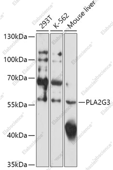 Вестерн-блоттинг, PLA2G3, различные клеточные линии