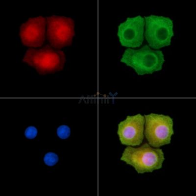 Валидация Affinity AF3480 - 2004