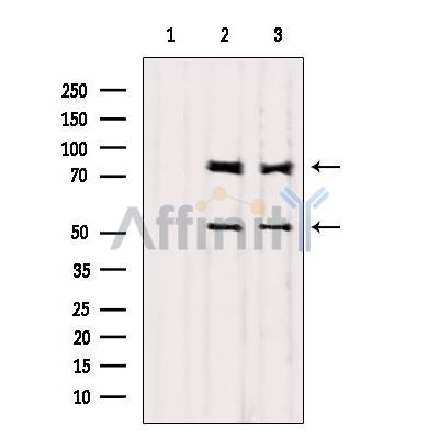 Валидация Affinity AF6242 - 3484