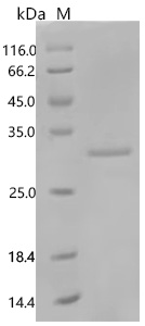 SDS-PAGE