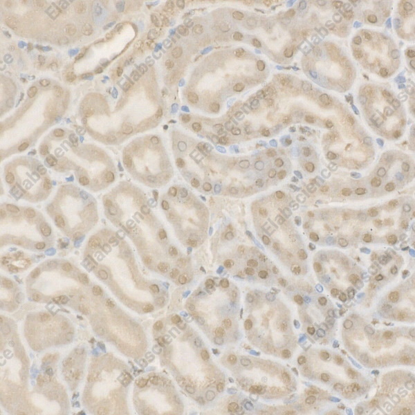 Иммуногистохимия, Cleaved Caspase-9 P37, ткань почки мыши