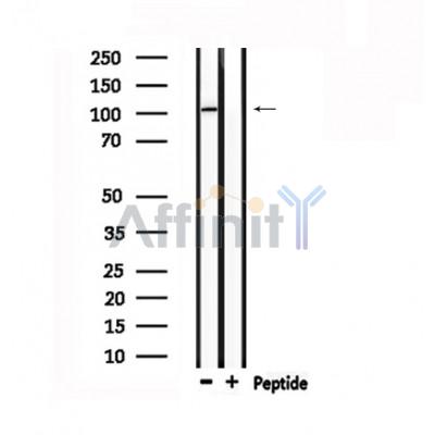 Валидация Affinity DF4982 - 16829