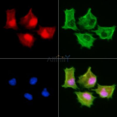 Валидация Affinity DF13781 - 9453