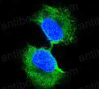 Валидация IF - AntibodySystem RHC39302