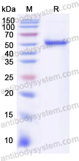 Валидация AntibodySystem YHC12802