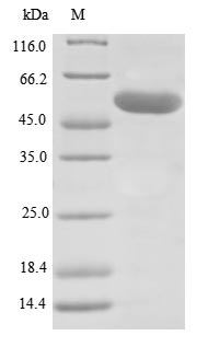 SDS-PAGE