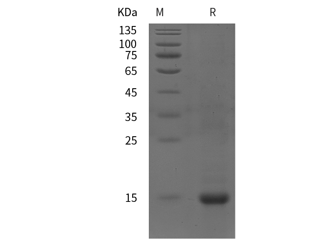 Валидация Elabscience PDEH100901(329)