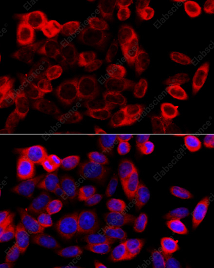 Иммунофлуоресценция, HSP90B1, клетки HeLa