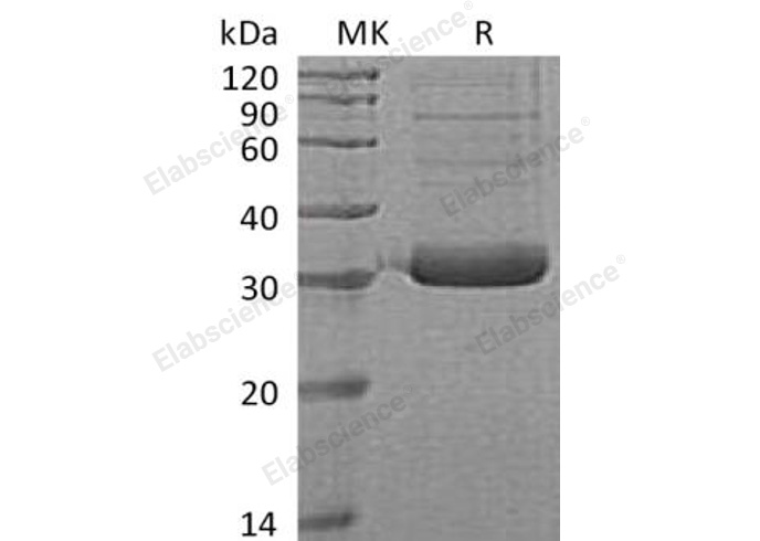 Валидация Elabscience PKSH032268(2770)