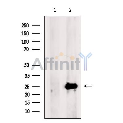 Валидация Affinity DF10192 - 5742