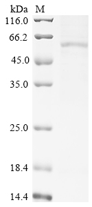SDS-PAGE