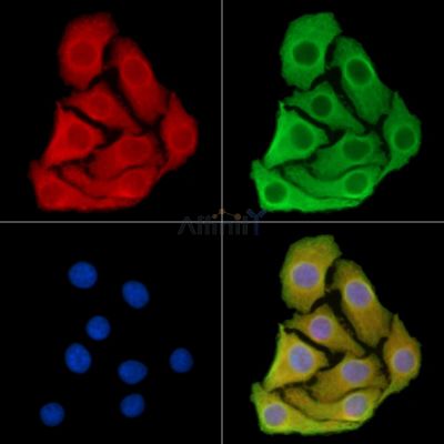 Валидация Affinity DF14969 - 11169