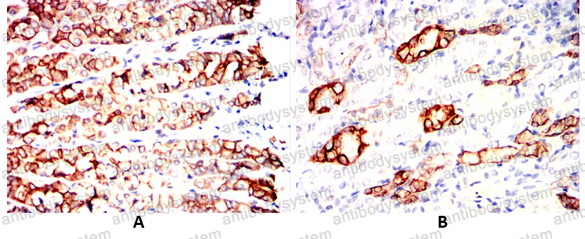 Валидация AntibodySystem RHC99506 (1258)
