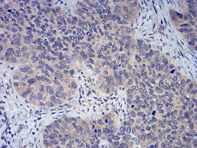 Валидация AntibodySystem RHJ52502 (3452)