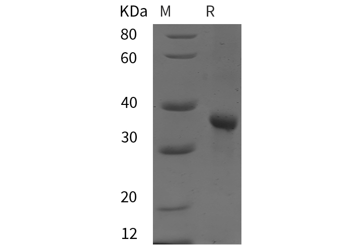 Валидация Elabscience PDEH101084(464)