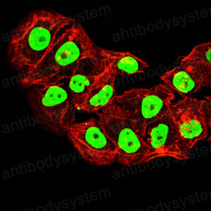 Валидация IF - AntibodySystem RHC88202