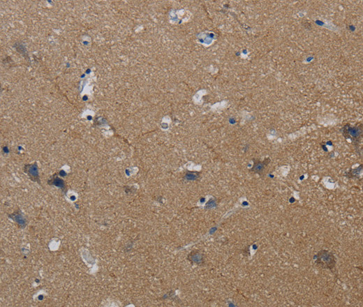 Валидация Elabscience E-AB-13516