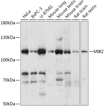 Валидация Elabscience E-AB-91924