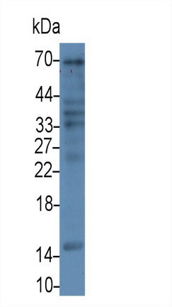 62729