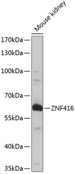 Валидация Elabscience E-AB-66281