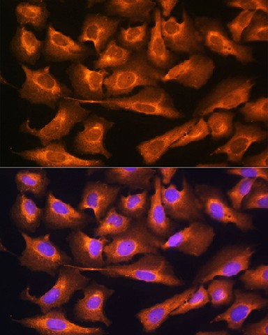 Валидация Elabscience E-AB-91957