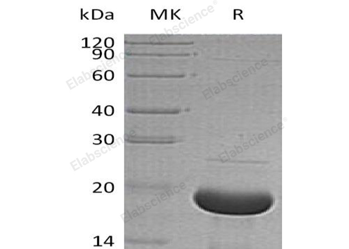 Валидация Elabscience PKSH033254(3594)