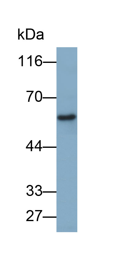33465