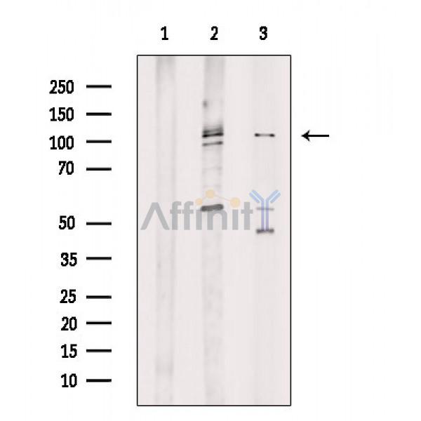 Валидация Affinity DF6524 - 17940