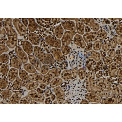 Валидация Affinity DF6850 - 18424