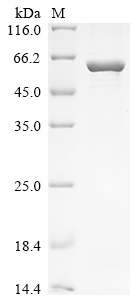 SDS-PAGE