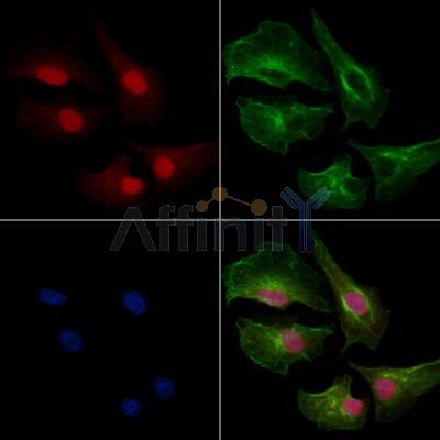 Валидация Affinity AF6259 - 3509