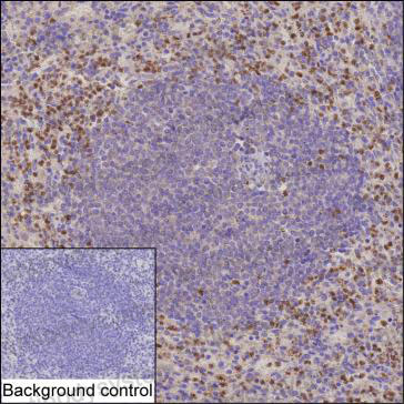 Валидация AntibodySystem RHJ81002