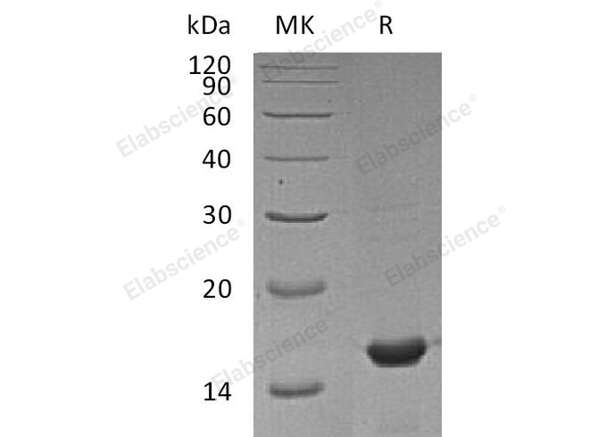 Валидация Elabscience PKSM040752(4724)