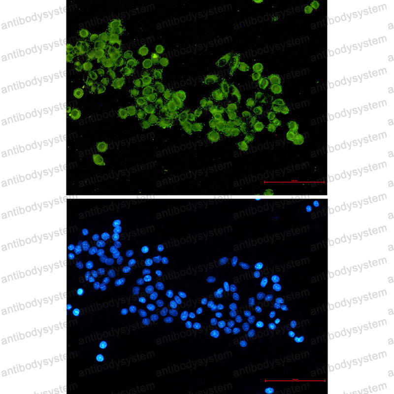 Валидация IF - AntibodySystem RHC81201