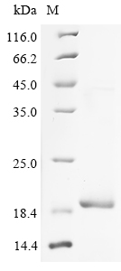 SDS-PAGE