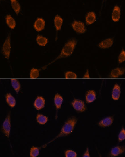 Валидация Elabscience E-AB-66314