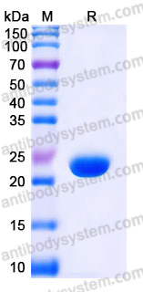 YHE34202, SDS-PAGE