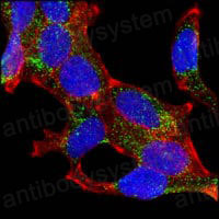 Валидация IF - AntibodySystem RHJ99801